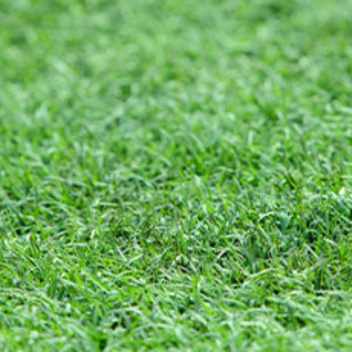 Grama Bermudas Celebration